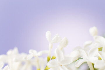 Wall Mural - white lilac flower branch on a purple background with copy space for your text