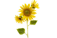 Yellow Flowers Sunflowers Arrangement Flat Lay Postcard Style 