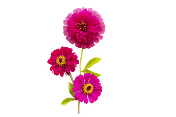 Wall Mural - pink flowers zinnia elegan local flora of asia arrangement flat lay postcard style 