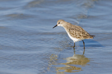 Wall Mural - A Little Stint standing in the water at the beach