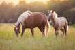 Cream horses at sunset