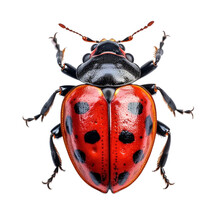 Ladybug Insect Bug Beetle Ladybirds Transparent Background Cutout 