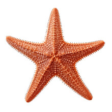 Starfish (ocean Marine Animal) Isolated On Transparent Background
