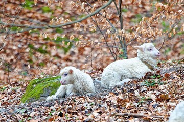 Sheep in the park