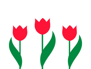 Wall Mural - Red tulips spring flowers on white background.