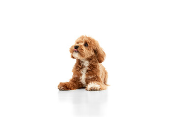 Wall Mural - Portrait of cute joyful animal, Maltipoo with red fur posing isolated over white studio background. Carefree doggy