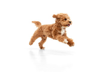 Wall Mural - Portrait with dog, Maltipoo breed with brown fur jumping in motion isolated over white studio background. Fluffy paws