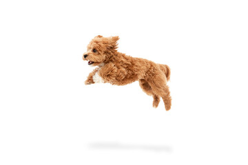 Wall Mural - Portrait of cute joyful animal, Maltipoo with red fur jumping in motion isolated over white background. Carefree doggy