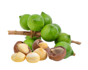 Canvas Print - fresh macadamia nut on transparent png