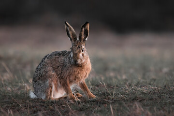 Wall Mural - closeup shot of a young hare sitting in a grass