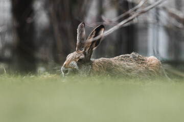 Wall Mural - hare is lying in the grass