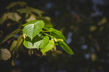 selective blur on tillia leaves on a linden tree during a sunny summer afternoon. tillia, or lime tr