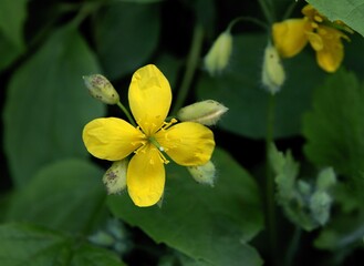 Wall Mural - yellow flowers of celandine plant close up