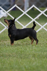 Wall Mural - Lancashire Heeler standing full body in profile during a dog show