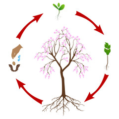 Wall Mural - Life cycle of sakura tree on a white background.