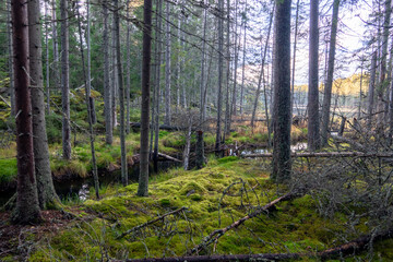 Canvas Print - Autumn view of a lake and forest in Ludvika, Dalarna, Sweden.