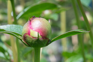 Wall Mural - field ant eating nectar on a peonie ready to bloom