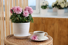Beautiful Chrysanthemum Plant In Flower Pot And Cup Of Coffee On Wooden Table Indoors, Space For Text