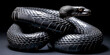 © Exuberation  - The black mambo snake was recognized using generative ai- generative ai.