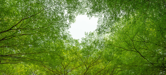 Wall Mural - bottom view of tree with green leaves and branches in tropical forest. fresh environment in park. gr