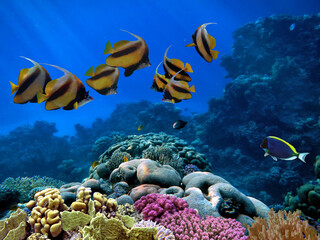Wall Mural - School of beautiful fish on soft and hard coral in shallow water of the Red Sea