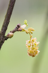 Wall Mural - Close-up of a currant flower on a plant.