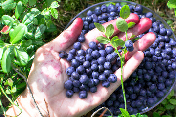 picking wild berries, picking blueberries, a handful of berries, blueberries in the forest, sweet be