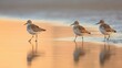 © Oliver - Group of sandpipers on the beach