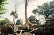 Ta Phrom temple with trees growing from the rocks (which inspired Tombraider, Lara Croft)