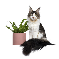  Handsome Maine Coon cat sitting  beside green plant in pink pot, looking towards camera. Isolated cutout on transparent background.. Tail curled around body.