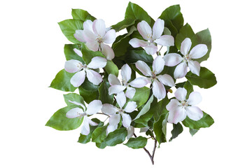 Wall Mural -   Flowering branches of an apple tree with green leaves. Delicate white apple flowers
Isolate on white.