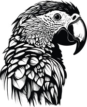 Parrot Macaw Head Vintage Exotic Tropical Bird. Isolated Black And White Vector Illustration