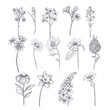 Set of wildflowers . Hand drawn black and white vector illustration.