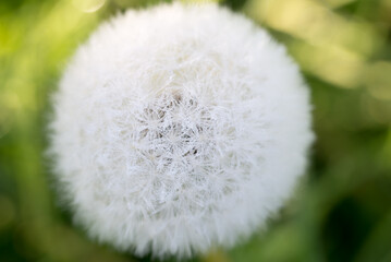 Wall Mural - Dandelion, Taraxacum officinale fluffy ball closeup selective focus