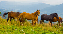 Brown Horse Herd Graze On Mountain Pasture