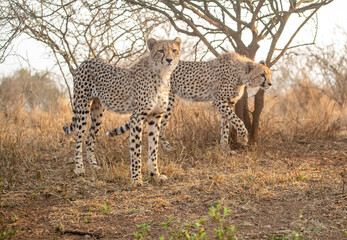 Sticker - Portrait of a cheetah in South Africa