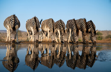 Wall Mural - A herd of zebras at a water hole