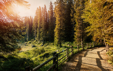 Aufkleber - Wonderful sunny landscape in the forest. Amazing nature scenery in alpine highland.