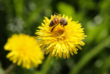  Blurred Floral Background, Dandelions On A Sunny Day, A Bee On A Flower