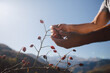Men's hands collect rose hips high in the mountains against the sky.