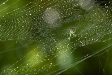 Small green spider on its web