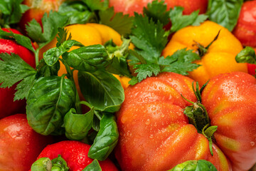 Wall Mural - fresh tomatoes, pepper and basil. Healthy food. Gardening. top view