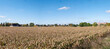 Panorama pola uprawnego w obszarze przedmiejskim zachodniej polski o porze przedjesiennej w niemalże bezchmurny dzień na tle błękitnego nieba