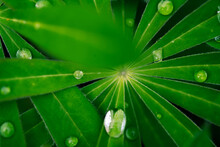 Beautiful Lupine Green Leaf Textured Background With Drops Of Water, Macro Photo