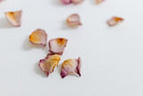 Fototapeta Tulipany - Pink-yellow rose petals and lie on a white background. Dry flowers are scattered on the canvas