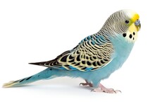 Image, Cute Parakeet, Ai Generative