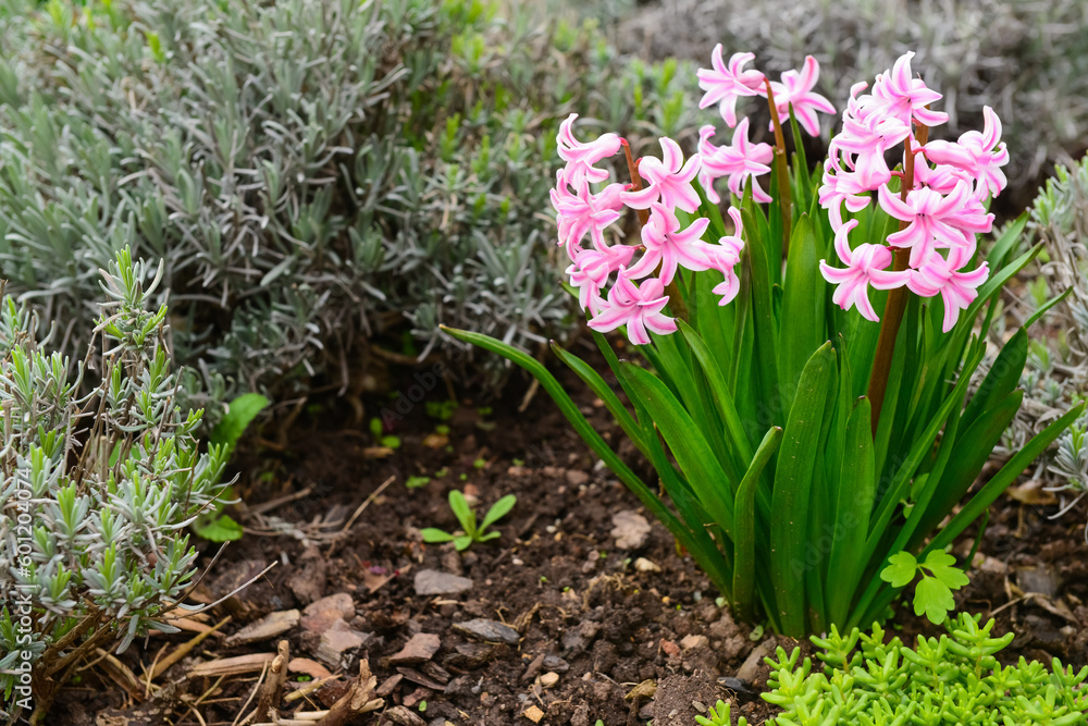 Pink hyacinth flowers blooming on spring day, closeup