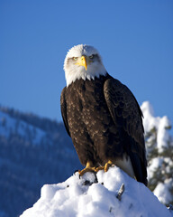 Wall Mural - A bald eagle sitting on top of a pile of snow Generative Ai