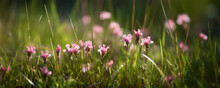Flowers In A Green Grass On A Sunny Meadow. Banner. AI Generated Content