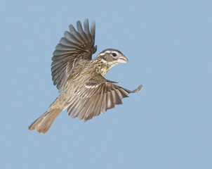 Sticker - Rose-breasted grosbeak (Pheucticus ludovicianus) female flying, during spring migration, Galveston, Texas, USA